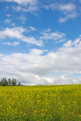 黄色い花が満開のナノハナ畑