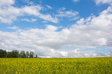 黄色い花が満開のナノハナ畑
