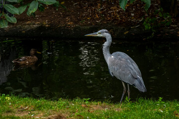 Fototapeta premium Great Blue Heron (Ardea herodias). It is the largest North American heron. 
