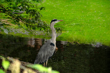 Great white or eastern white pelican, rosy pelican or white pelican is a bird in the pelican family.