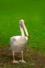Great white or eastern white pelican, rosy pelican or white pelican is a bird in the pelican family.