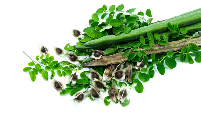 Moringa is a medicinal plant used for food and medicine.