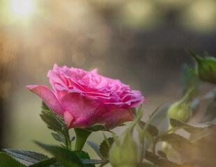 Pink tea rose in garden with blurred background and light flare nobody