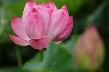 Fototapeta premium ハスの花