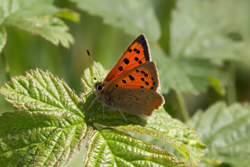 A Small Copper Butterfly sitting on a Bramble leaf.