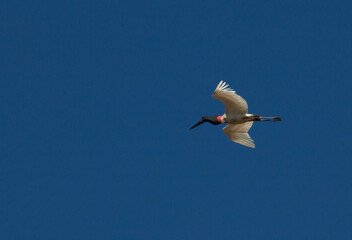 Fototapeta premium great blue heron in flight
