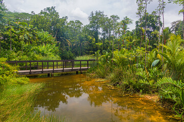 Fototapeta na wymiar Pond in Singapore Botanic Gardens.