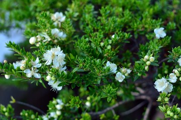 Arrayán, Myrtus communis, en flor por primavera