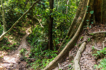 Jungle trail in Taman Negara national park, Malaysia