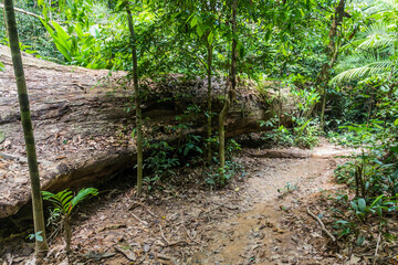 Jungle trail in Taman Negara national park, Malaysia