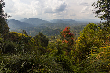 Jungle in Taman Negara national park, Malaysia