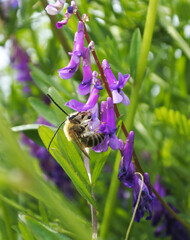 Japanese bee with long antennas is sucking nectar from a flower of hairy vetch, sideways shot.