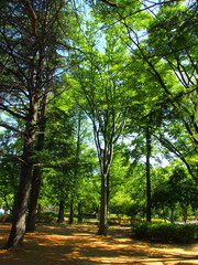 新緑の欅のある公園風景