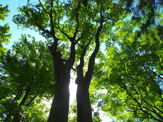 逆光の初夏の公園の欅