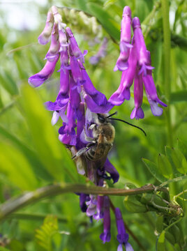 Japaneses bee with long antennas is put its head up a flower of hairy vetch. Backside shot.