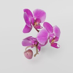 Fototapeta na wymiar 3D orchid flower wallpaper