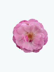 pink carnation flower isolated