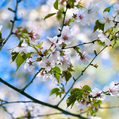 Spring