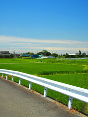 Fototapeta na wymiar 坂道から見る初夏の田圃風景