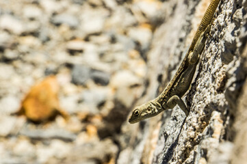 Lizzard Ladakh Leh