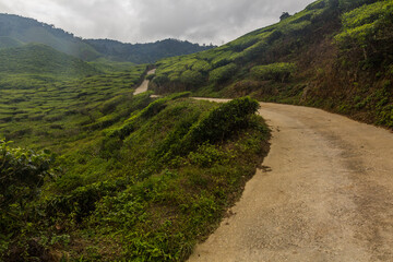 Path through a tea plantation in the Cameron Highlands, Malaysia