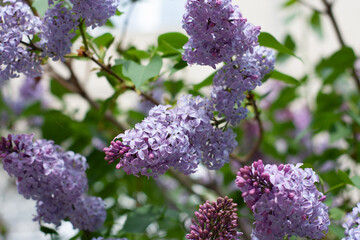 Branches of blooming lilac bush with flowers close up.