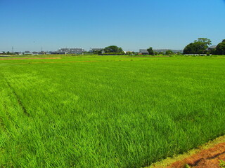 風のある郊外の青田風景