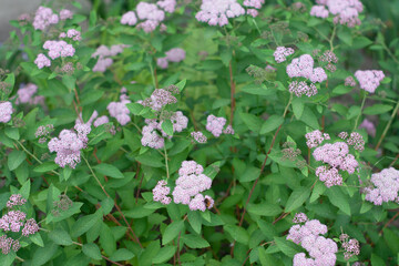 Bush of spyrea with pink flowers growing on city garden bench.