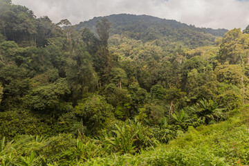 Naklejka premium Landscape of the Cameron Highlands, Malaysia