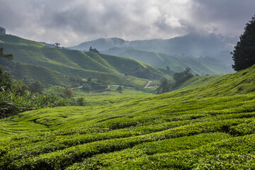 View of a tea plantation in the Cameron Highlands, Malaysia