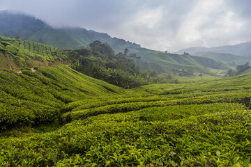Fototapeta na wymiar Tea plantation in Cameron Highlands, Malaysia