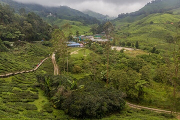 View of a tea plantations in the Cameron Highlands, Malaysia