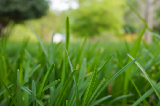Close-up image of blades of green grass in a yard in summer