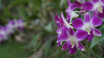Fototapeta na wymiar purple crocus flowers