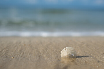 shell on the beach