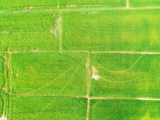 Aerial view of people working at paddy plantation in Asia