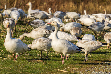 A flock of white geese in the park breeding british columbia canada.