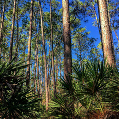 Fototapeta premium pine trees in the forest
