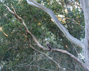 Kookaburra