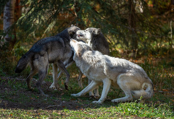 Obraz premium Timber wolves having fun