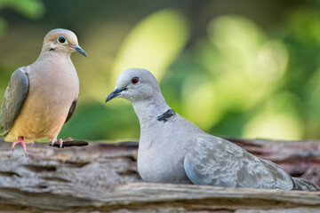 Mourning Dove and Ring Neck Dove Feeding in South Central Louisiana 