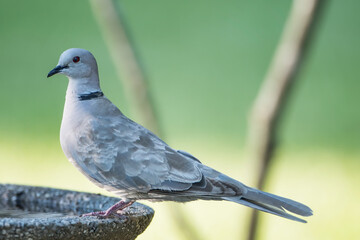 Ring Neck Dove Perched on Birdbath in South Central Louisiana
