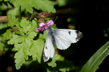 A Orange-tip Butterfly nectaring on a small pink flower.