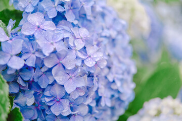 雨に濡れた紫陽花