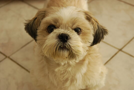portrait of a dog - Nikon D80 - Amateur