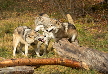 Timber wolves having fun