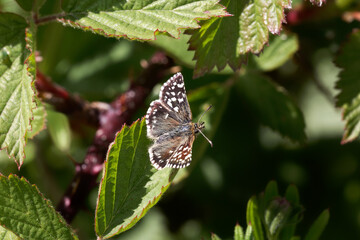 A Grizzled Skipper Butterfly basking on a bramble leaf.