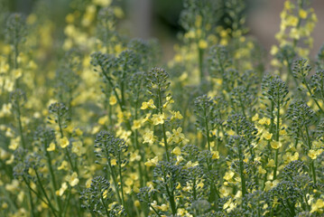 Broccoli flowers, Blooming canola flowers