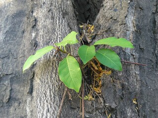plant growing on a tree trunk