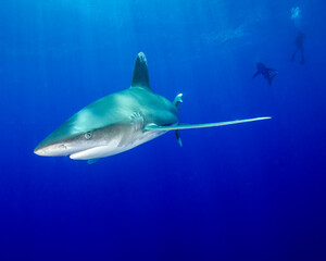 An Oceanic White-Tip Shark in the Deep Blue Water of Cat Island in the Bahamas